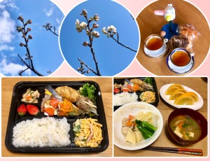 実家で開花宣言