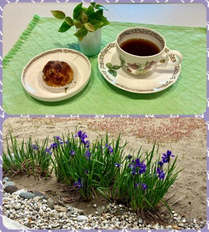 あやめの植え替え あやめの植え替え